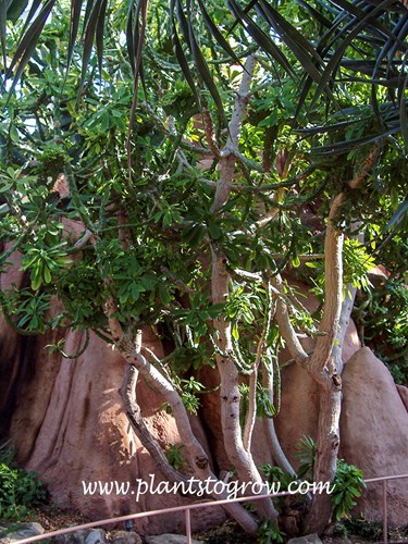 Euphorbia neriifolia 
A large plant in an arid dome.